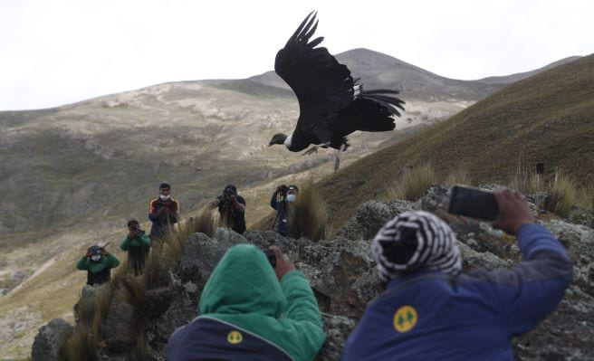 La Mejor Guía de la Caminata a Choquequirao: Itinerario, Mapas y Consejos condor andino peru