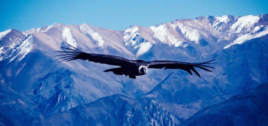 Colca Canyon in Peru