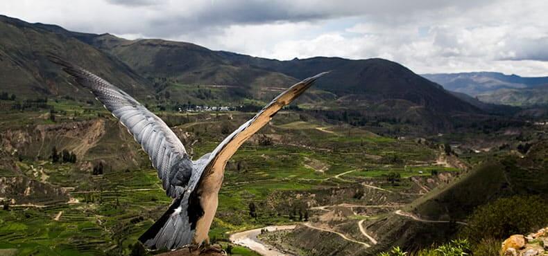 colca canyon portada 1